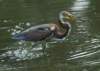 atriheron144_small.jpg