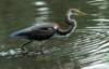 atriheron145_small.jpg