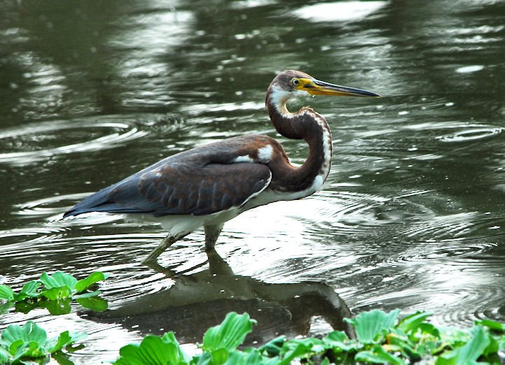 atriheron148.jpg
