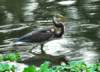 atriheron148_small.jpg