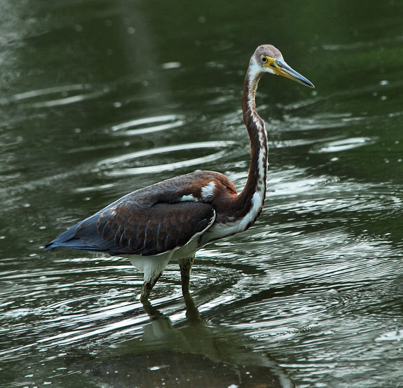 atriheron149.jpg