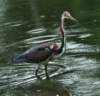 atriheron149_small.jpg