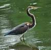 atriheron153_small.jpg