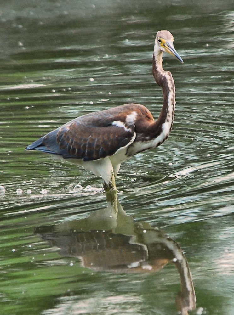 atriheron65.jpg