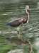 atriheron65_small.jpg