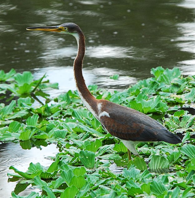 atriheron92.jpg