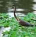 atriheron92_small.jpg
