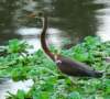atriheron94_small.jpg