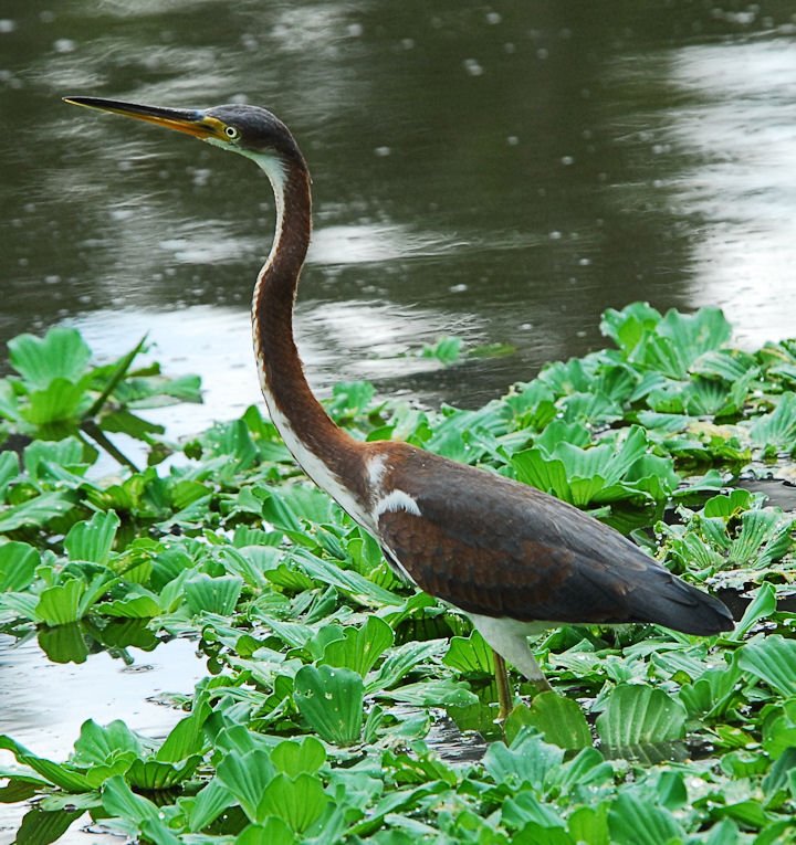 atriheron95.jpg