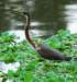 atriheron95_small.jpg