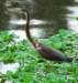 atriheron96_small.jpg