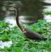 atriheron97_small.jpg