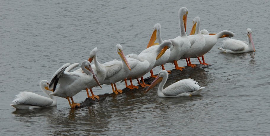 apels127.jpg
