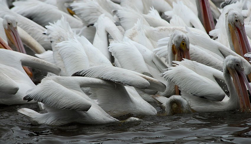apels28.jpg