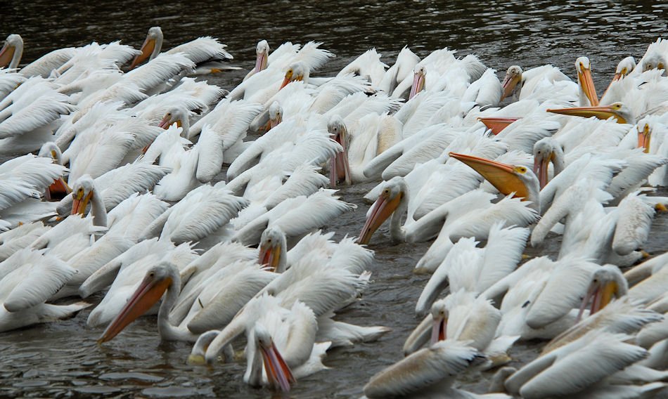 apels60.jpg