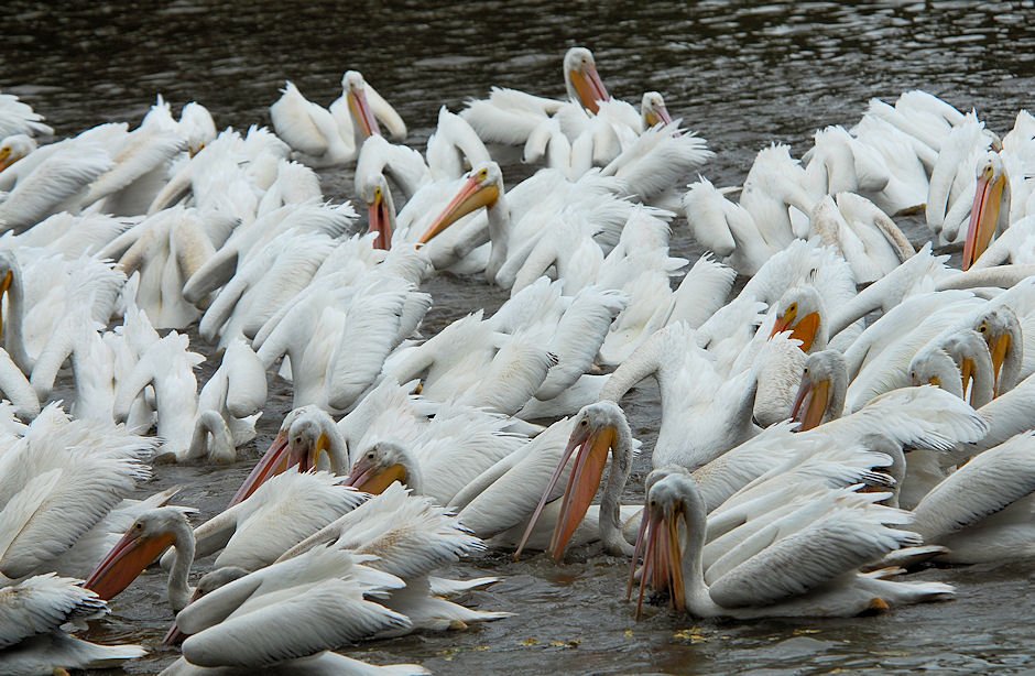 apels62.jpg