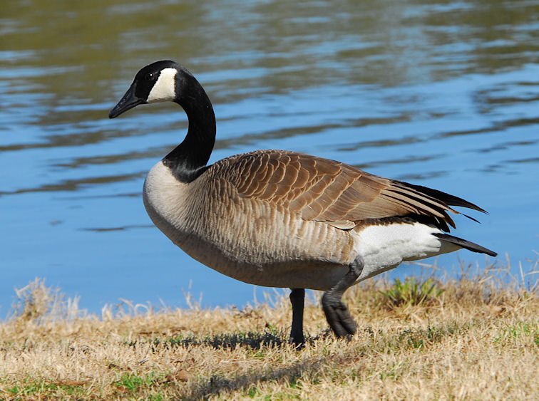acangoose102.jpg