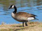 acangoose102_small.jpg