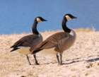 atwocangeese44_small.jpg