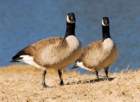 atwocangeese53_small.jpg