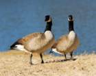 atwocangeese54_small.jpg