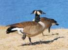 atwocangeese67_small.jpg