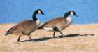 atwocangeese74_small.jpg