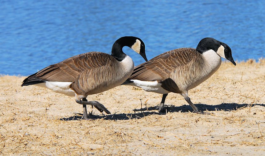 atwocangeese76.jpg