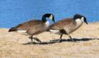 atwocangeese76_small.jpg