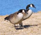 atwocangeese79_small.jpg