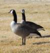 atwocangeese82_small.jpg