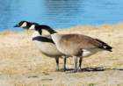 atwocangeese90_small.jpg