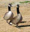 atwocangeese93_small.jpg