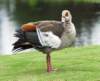 duck19_small.jpg