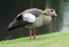 duck23_small.jpg