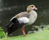 duck41_small.jpg