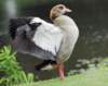 duck42_small.jpg