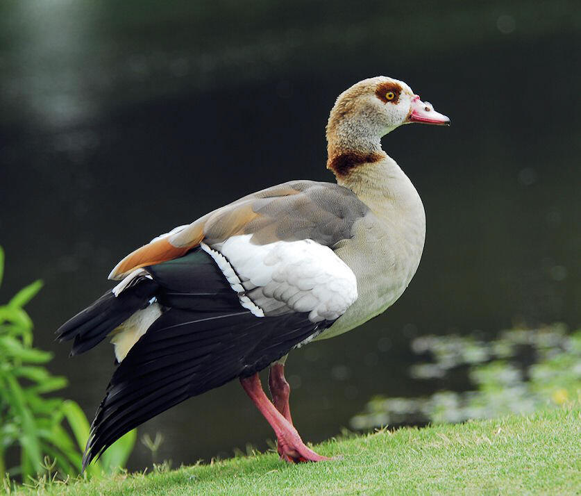 duck45.jpg