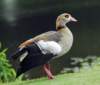 duck45_small.jpg