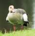 duck81_small.jpg
