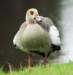 duck82_small.jpg