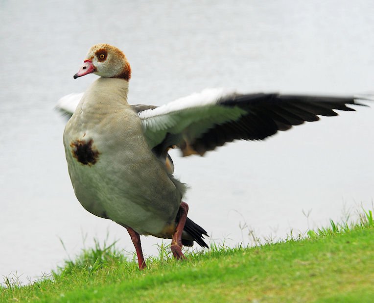 duck86.jpg