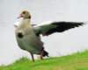 duck86_small.jpg