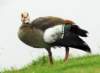 duck89_small.jpg