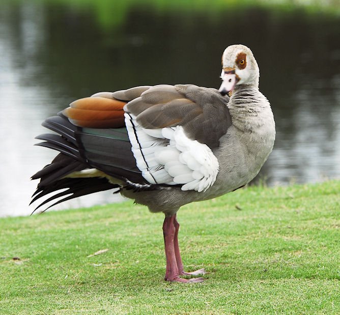 blackbelliedwhistlingduck.jpg