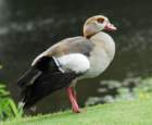 blackbelliedwhistlingduck10_small.jpg
