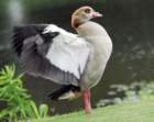 blackbelliedwhistlingduck11_small.jpg