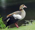 blackbelliedwhistlingduck12_small.jpg