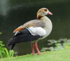 blackbelliedwhistlingduck13_small.jpg