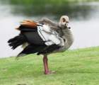 blackbelliedwhistlingduck2_small.jpg